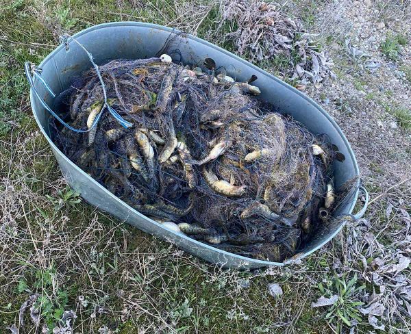 В Николаевской области уха из бычков обошлась в 1 миллион 174 тысячи гривен