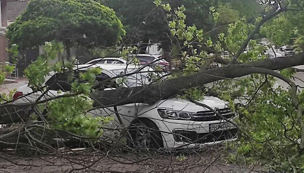 В центре Николаева огромная ветка привалила «Ситроен» на одесских номерах