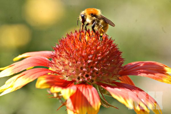 Понедельник на Николаевщине будет очень жарким: днем прогнозируют +36 градусов