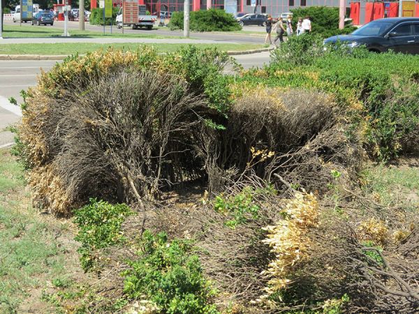 Самшит, высаженный в центре Николаева, погиб из-за карантинного вредителя