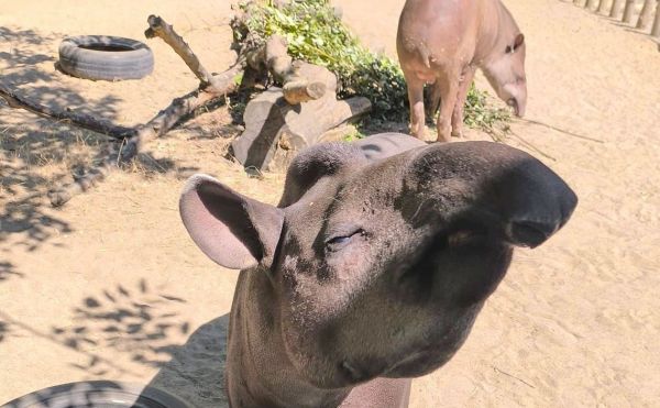 В Николаевском зоопарке отметили день рождения тапира Сола