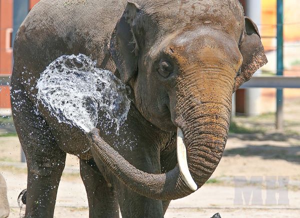 В среду Николаевщина была самым жарким местом в Украине