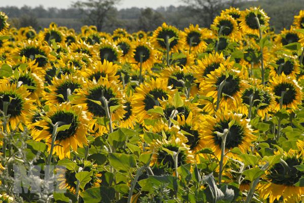 На Николаевщине жара высушила урожай подсолнечника и кукурузы