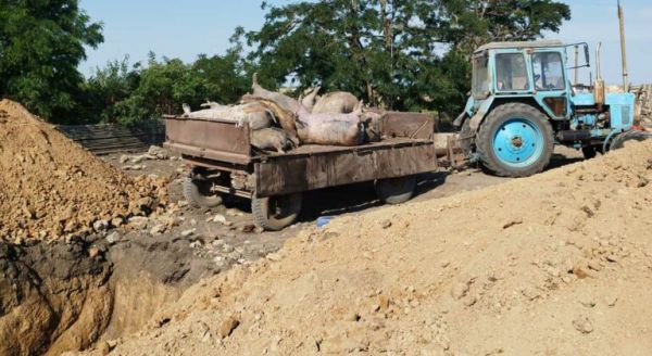 В Николаевской области обнаружили очаг заболевания африканской чумы свиней (фото)