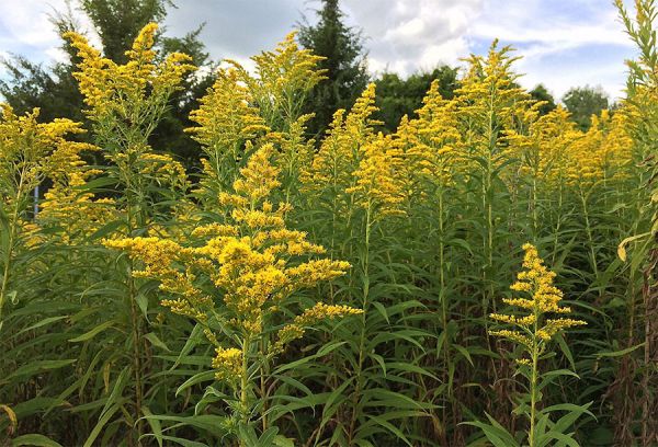 Под Николаевом из-за зарослей амброзии ввели карантин
