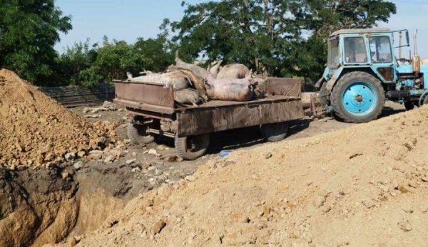 На Николаевщине еще один очаг африканской чумы свиней: в зоне карантина пришлось забить больше десятка животных