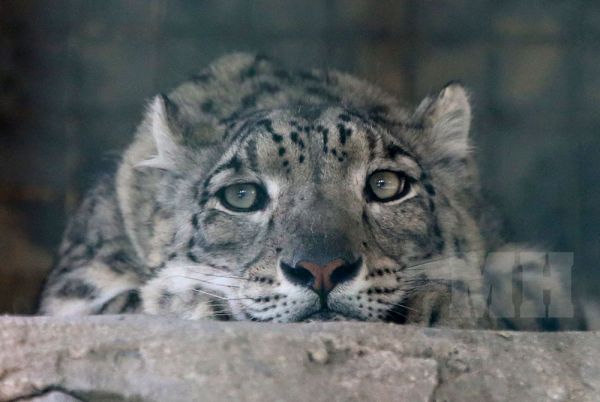 Николаевский зоопарк переходит на сокращенный график работы