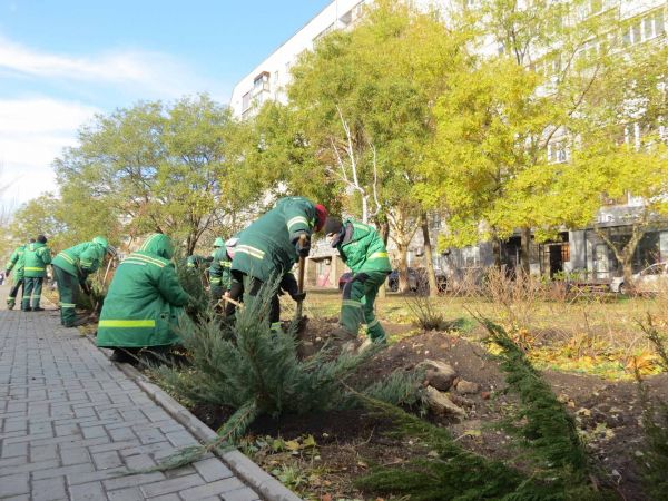 В сквере в центральной части Николаева высадили молоденькие деревца и кустарники