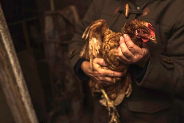 Птичий грипп «разлетается» по Николаевской области: болезнь выявили еще в трех селах