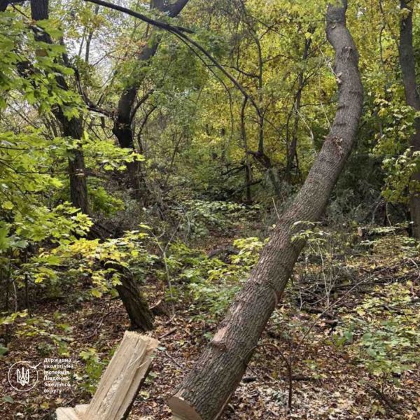 В Николаевские области спилили клен за 17 тысяч гривен