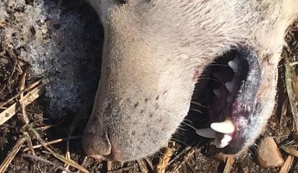 В Центральном районе Николаева сняли карантин по бешенству, введенный из-за больной собаки