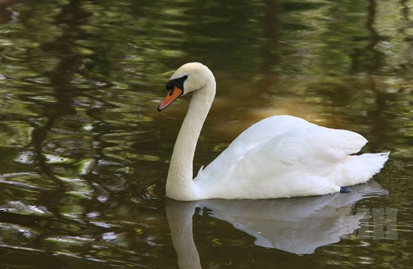 В Николаевском зоопарке сняли карантин по птичьему гриппу