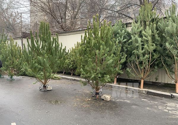 В городе Николаеве торговать новогодними елками разрешили в 68 местах