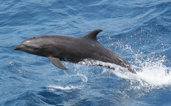 На побережье Черного моря после аварии танкеров найдены 11 погибших дельфинов