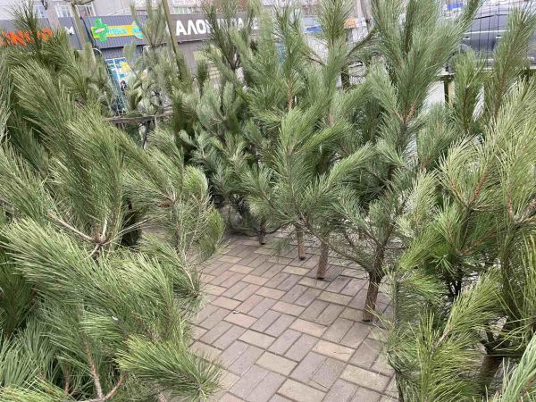 В Николаеве появились в продаже первые новогодние елки. Фото