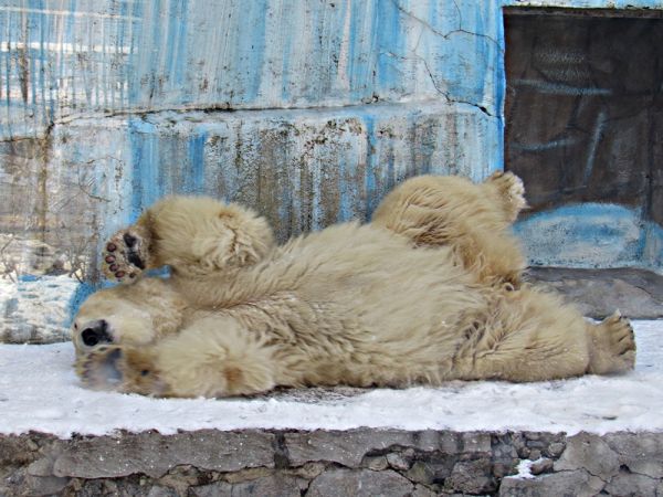 Николаевский зоопарк отметил День полярного медведя (фото)