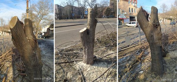 «Николаевоблэнерго» безжалостно обрезало деревья в центре города и получило скромный штраф