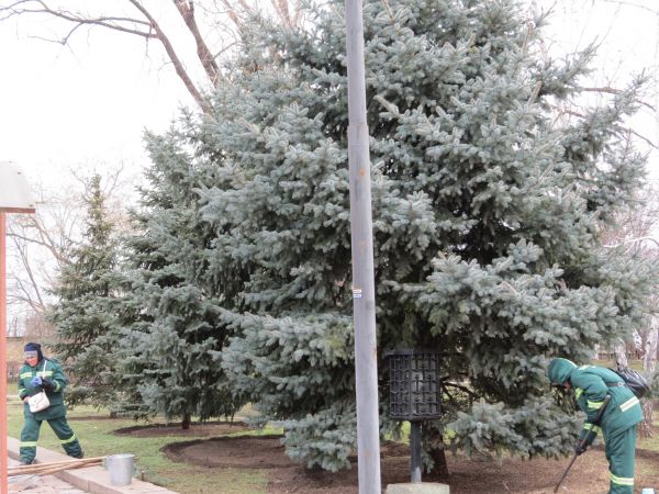 В центре города «Николаевские парки» начали обрезку голубых елей