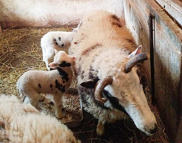 Весенний бэби-бум в Николаевском зоопарке: козлята и ягнята уже ждут гостей!