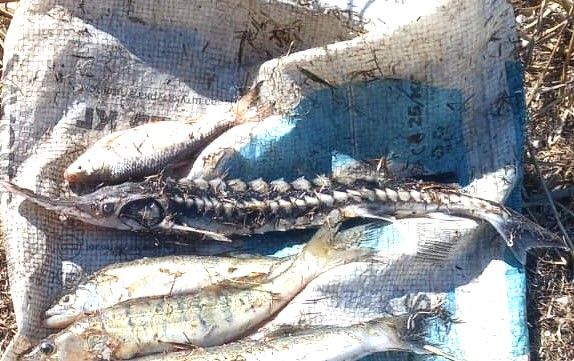 На Николаевщине возле Черноморки пограничники, полицейские и экологи и задержали лодку с краснокнижной севрюгой