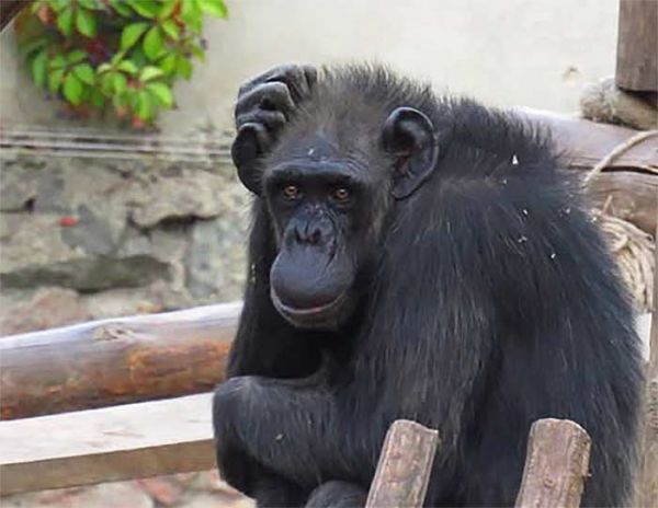 Николаевский зоопарк потерял любимицу: умерла 57-летняя шимпанзе Амби