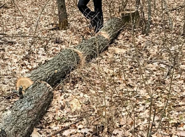 На Николаевщине задержали браконьера: он заплатит за спиленный дуб 10500 грн.