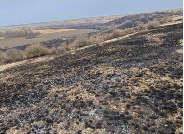 В Николаевской области в природном заповеднике «Еланецкая степь» уничтожены 144 гектара территории, где росли краснокнижные растения