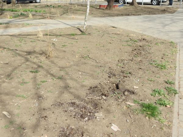 В Николаеве вандалы опять «чистят» клумбы: в центре украли кустики в сквере