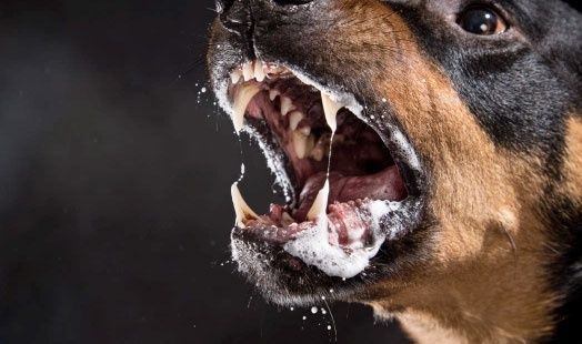 Опасные болезни животных: в Николаевской области зафиксированы вспышки бешенства, гриппа птиц и чумы свиней