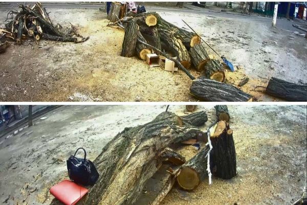 В Николаеве мужчину оштрафовали за присвоение упавшего от ветра дерева