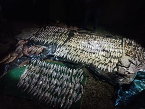 На Ингуле в Николаеве в сети браконьеров попало тараней, судаков, окуней, плоскодонок на 1 миллион гривен