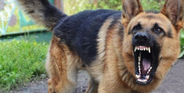 На Николаевщине овчарка набросилась на ребенка — собаку застрелили, мальчик в больнице