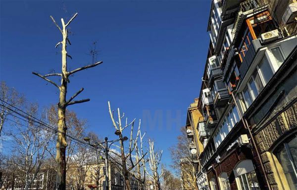 Экологи потроллили «Николаевские парки» с мораторием на обрезку деревьев, те первоапрельскую шутку не оценили