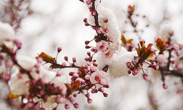 Что будет с цветущими деревьями после заморозков и стоит ли ждать урожая?
