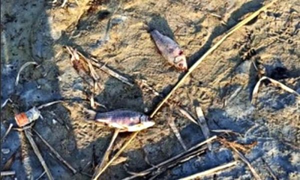 В Николаевской области на водохранилище помутнела вода и начался мор рыбы