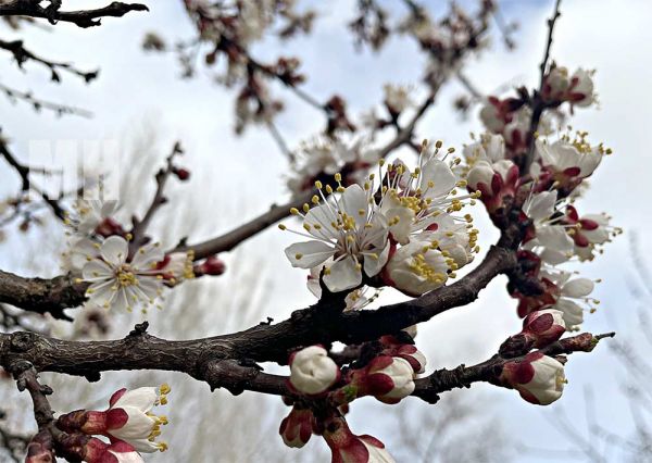 В Николаевской области весна наступает слишком быстро: агрометеорологические условия конца марта