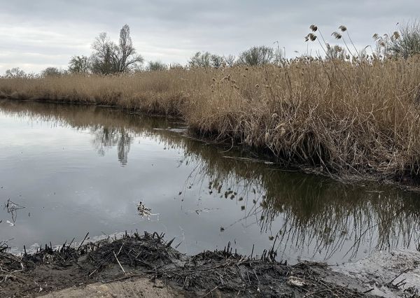 Спустя три месяца после экологический катастрофы на Южном Буге в Николаеве появились первые показатели улучшения ситуации