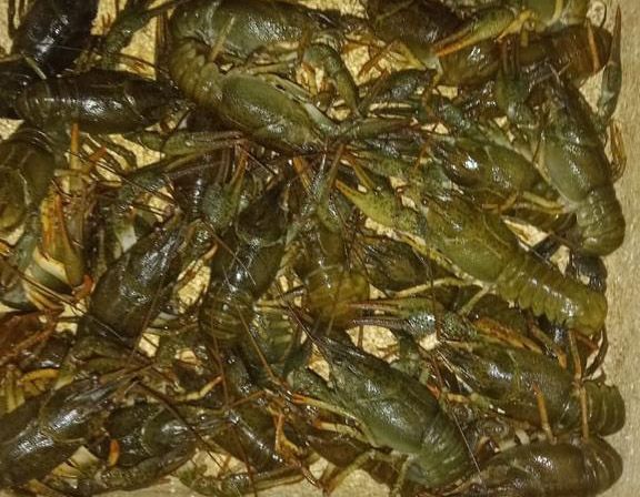 В Николаевской области двух браконьеров-раколовов могут приговорить к трем годам