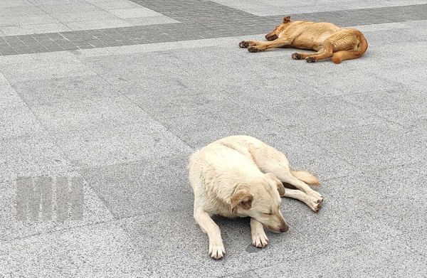 В Николаеве за один день хотят пересчитать всех бездомных собак
