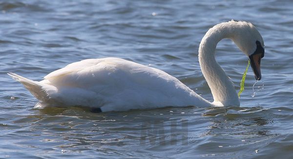 Фотоохота в Николаевском яхт-клубе: лебеди, утки и даже кулики