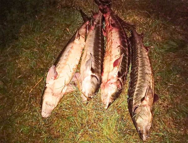 На Николаевщине пограничники и рыбинспекция задержали браконьеров с уловом осетров (фото)