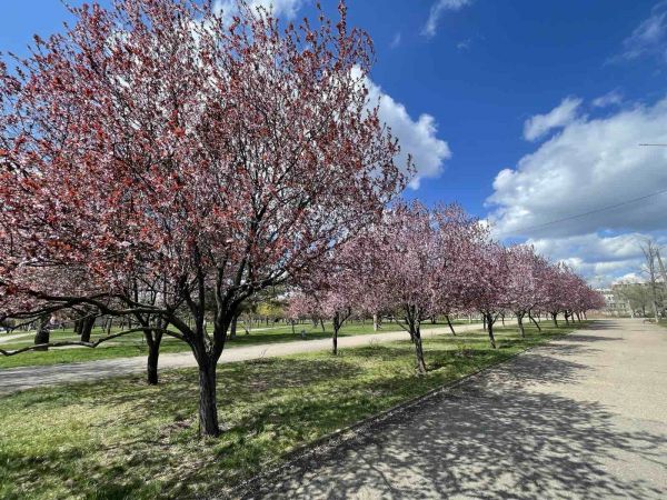 В Николаеве сошел снег и синоптики обещают +17