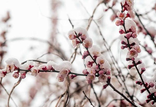 Николаевские аграрии подсчитывают потери: апрельский снегопад уничтожил до 80% урожая косточковых деревьев