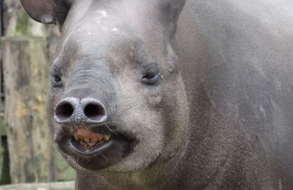 В Николаевском зоопарке поздравляют Пиро и Сола: 27 апреля отмечают Всемирный день тапира (фото)