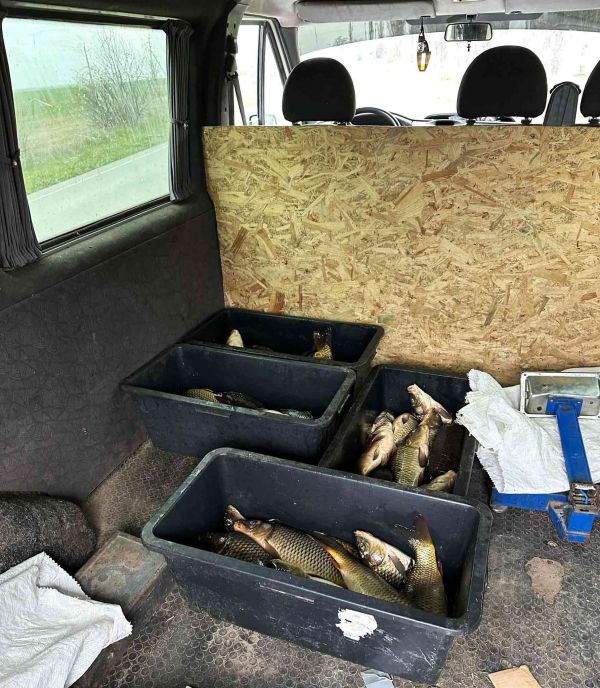 В Николаеве перевозчик вместе с полцентнером карпов пойдет в суд