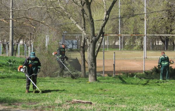 Жительница Николаева пожаловалась, что коммунальщики косят газоны почти налысо. Экологи дали разъяснение
