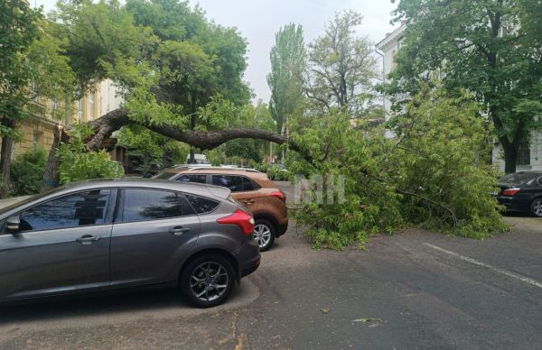 В центре Николаева дерево упало на проезжую часть, чудом не задев припаркованные автомобили