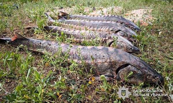 У николаевца из буса изъяли 180 кг рыбы, в том числе осетров