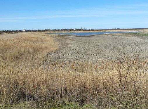 Экологи выяснили, почему обмелел ставок в Первомайском, который отдали в аренду частнику на 25 лет