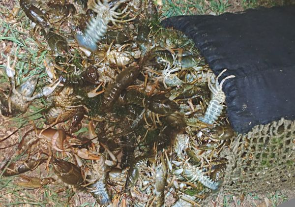 На Николаевщине задержали браконьера с рекордным уловом раков на 3 миллиона гривен